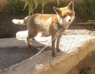 Αλυσοδεμένη αλεπού στο Κορωπί